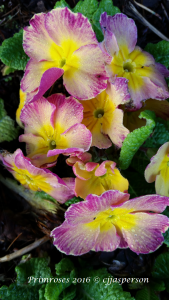 Primroses copyright cjjasp 2016